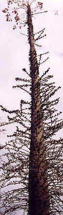 Boojum (Idria columnarus)