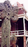 Cresting Saguaro